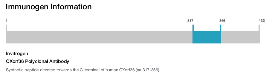CXorf36 Polyclonal Antibody
