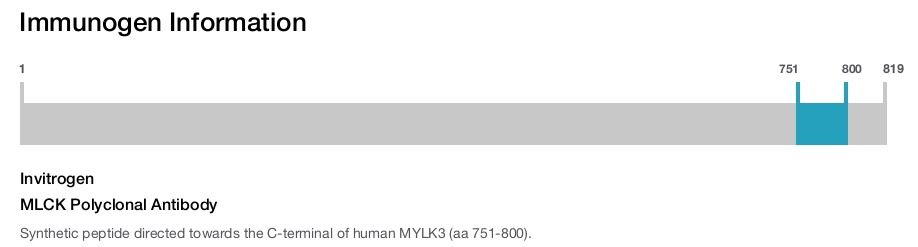 MLCK Polyclonal Antibody