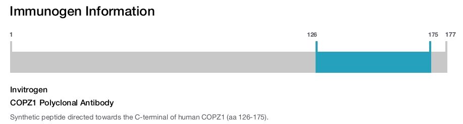 COPZ1 Polyclonal Antibody
