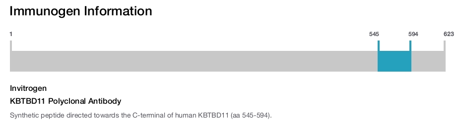 KBTBD11 Polyclonal Antibody