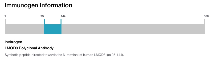 LMOD3 Polyclonal Antibody