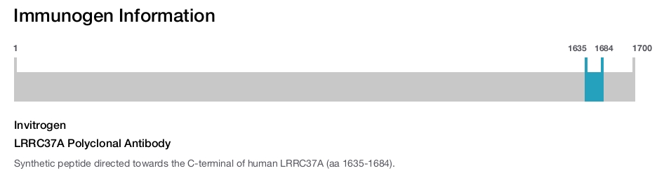 LRRC37A Polyclonal Antibody