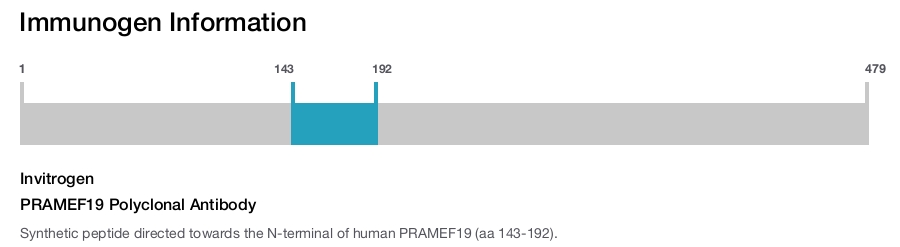 PRAMEF19 Polyclonal Antibody