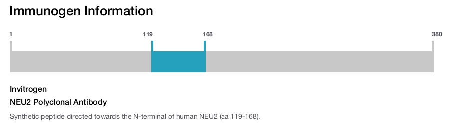 NEU2 Polyclonal Antibody