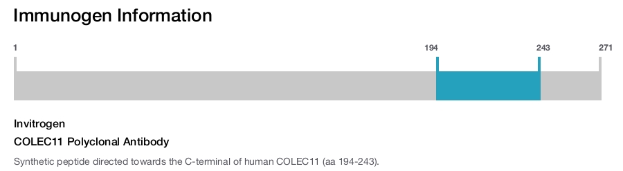 COLEC11 Polyclonal Antibody