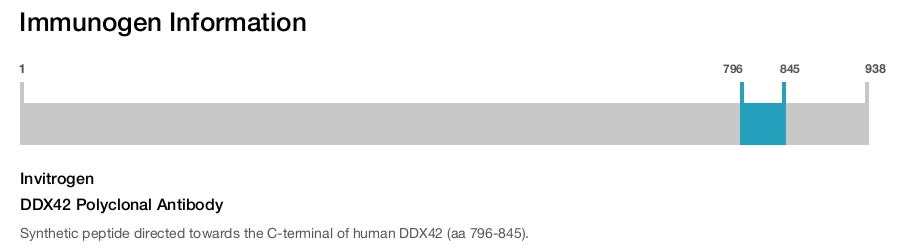 DDX42 Polyclonal Antibody