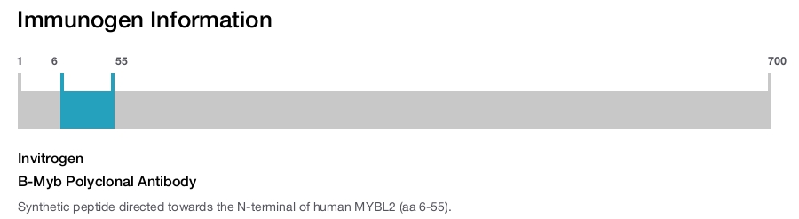 B-Myb Polyclonal Antibody
