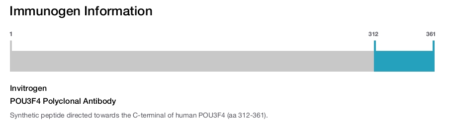 POU3F4 Polyclonal Antibody