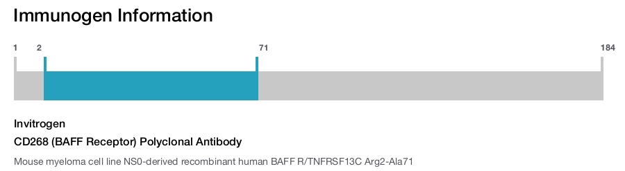 CD268 (BAFF Receptor) Polyclonal Antibody
