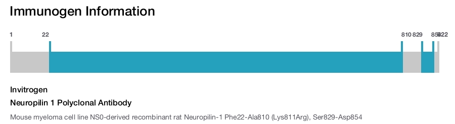 Neuropilin 1 Polyclonal Antibody