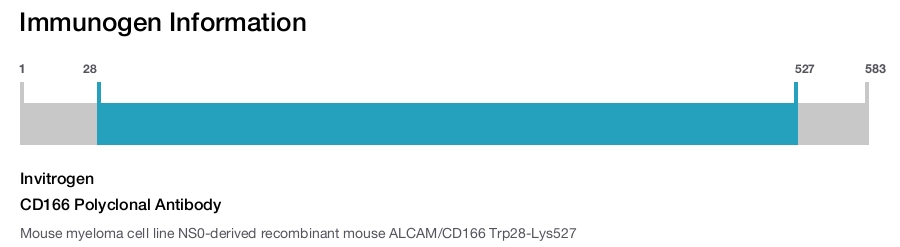 CD166 Polyclonal Antibody
