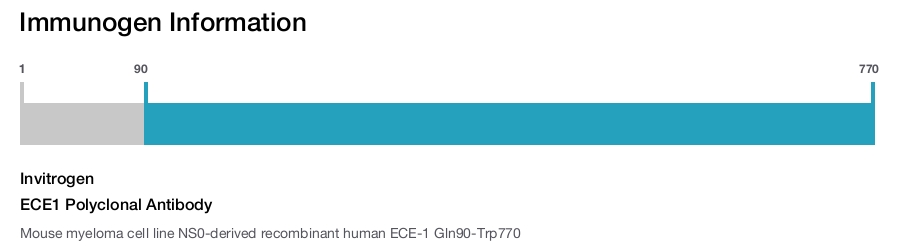 ECE1 Polyclonal Antibody