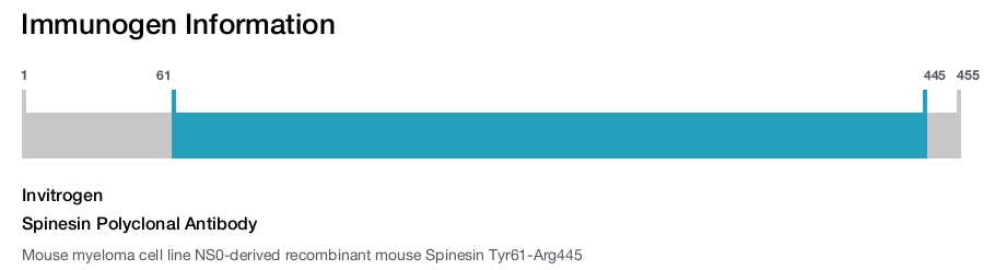Spinesin Polyclonal Antibody