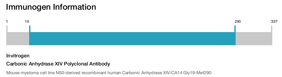 Carbonic Anhydrase XIV Polyclonal Antibody