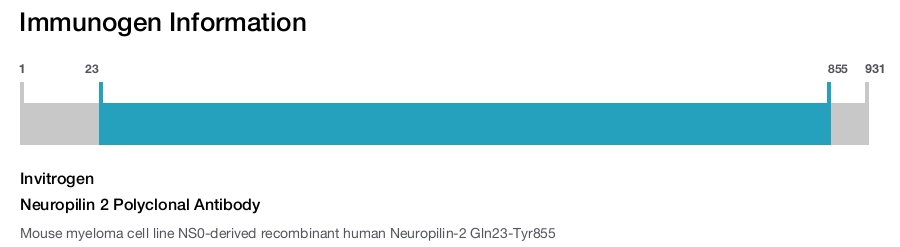 Neuropilin 2 Polyclonal Antibody