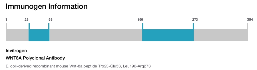 WNT8A Polyclonal Antibody