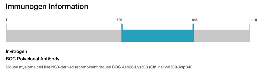 BOC Polyclonal Antibody