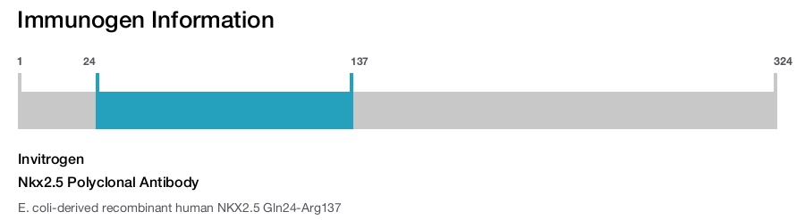 Nkx2.5 Polyclonal Antibody