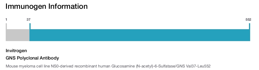 GNS Polyclonal Antibody