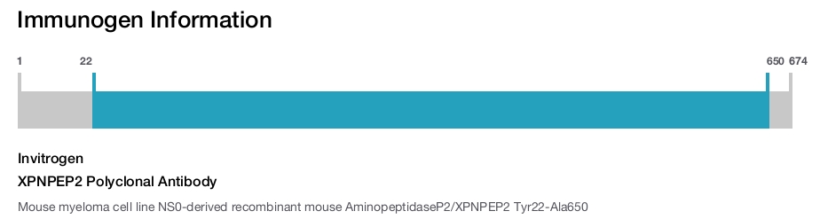 XPNPEP2 Polyclonal Antibody