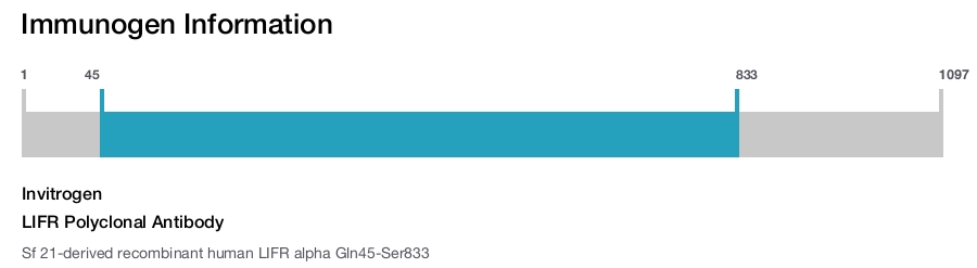 LIFR Polyclonal Antibody