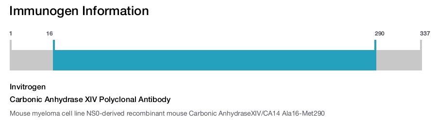 Carbonic Anhydrase XIV Polyclonal Antibody