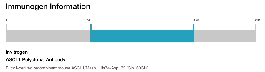ASCL1 Polyclonal Antibody