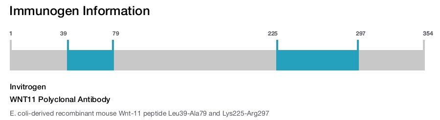 WNT11 Polyclonal Antibody