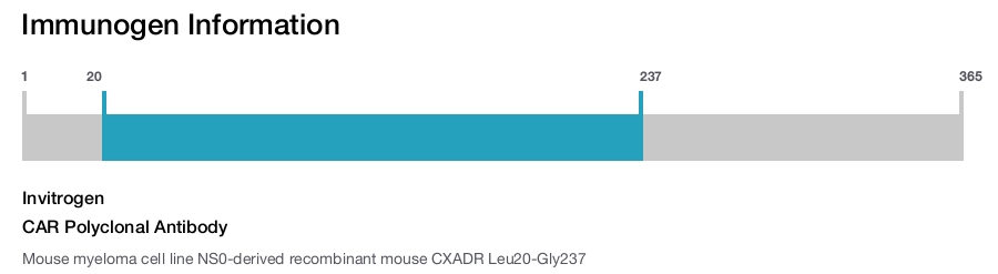 CAR Polyclonal Antibody