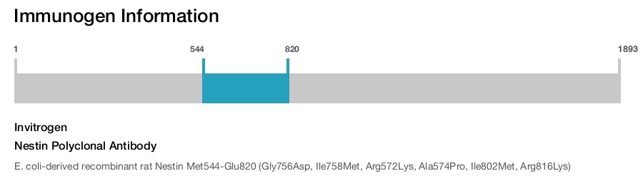 Nestin Polyclonal Antibody