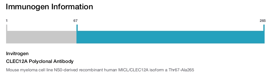 CLEC12A Polyclonal Antibody