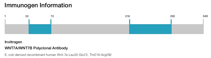 WNT7A/WNT7B Polyclonal Antibody