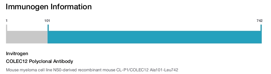 COLEC12 Polyclonal Antibody