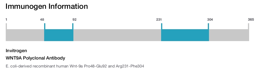 WNT9A Polyclonal Antibody