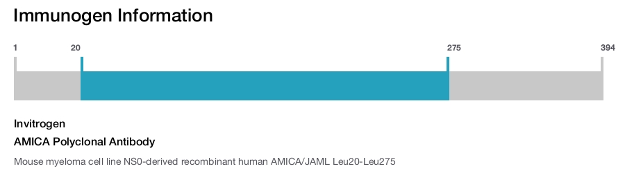AMICA Polyclonal Antibody