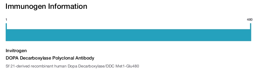 DOPA Decarboxylase Polyclonal Antibody