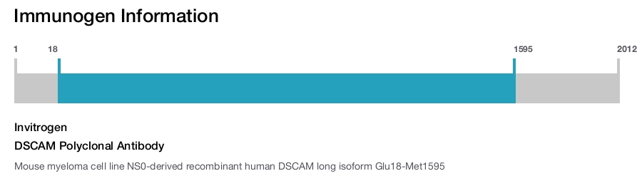 DSCAM Polyclonal Antibody