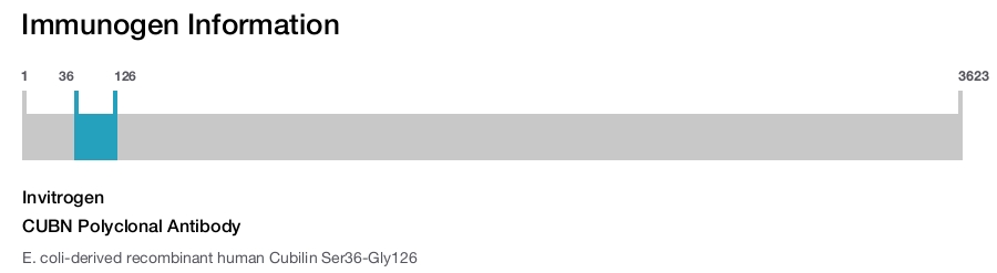 CUBN Polyclonal Antibody