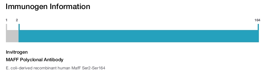 MAFF Polyclonal Antibody