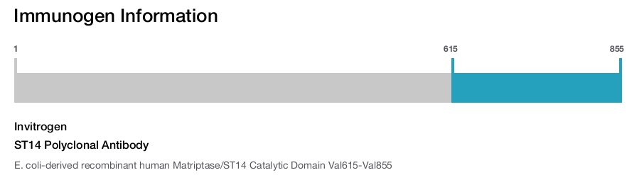 ST14 Polyclonal Antibody