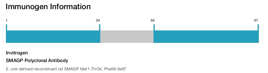 SMAGP Polyclonal Antibody