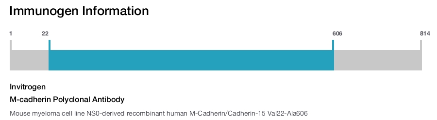 M-cadherin Polyclonal Antibody