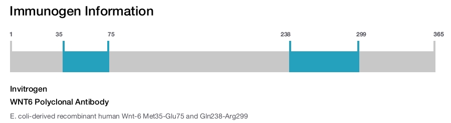WNT6 Polyclonal Antibody