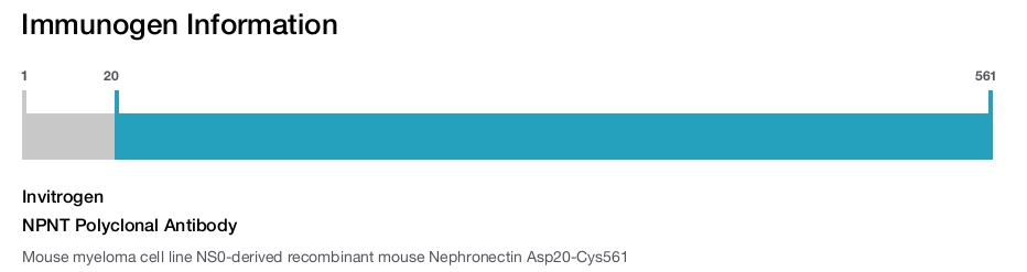 NPNT Polyclonal Antibody