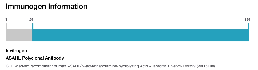 ASAHL Polyclonal Antibody