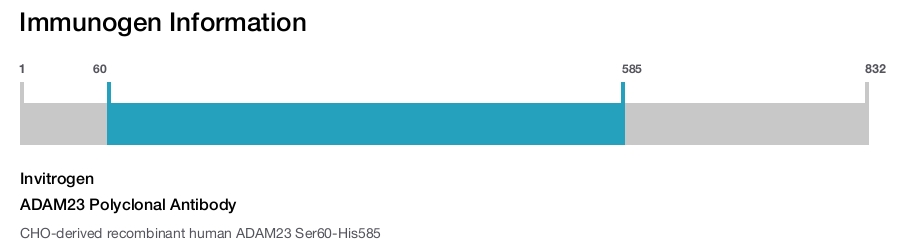 ADAM23 Polyclonal Antibody