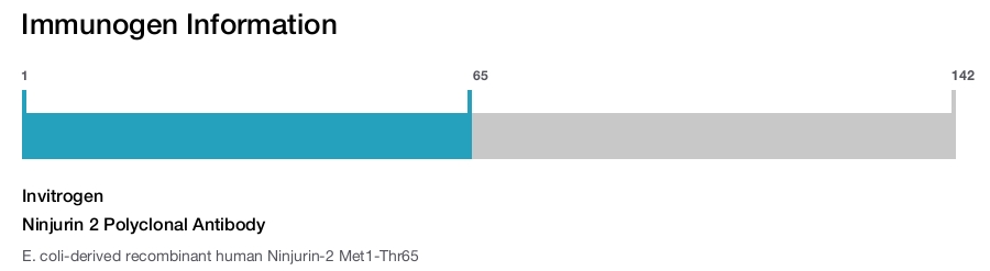 Ninjurin 2 Polyclonal Antibody