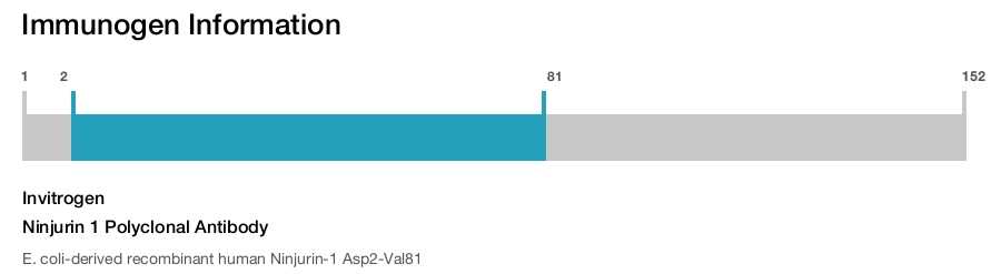 Ninjurin 1 Polyclonal Antibody