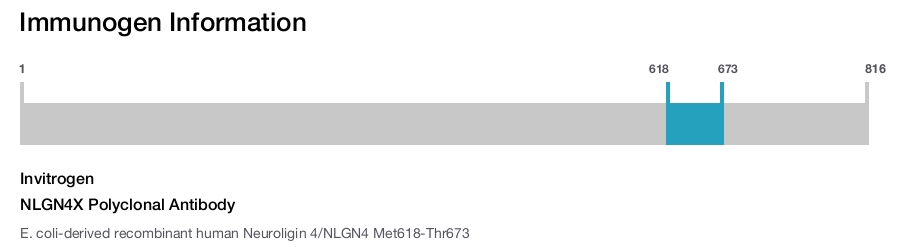 NLGN4X Polyclonal Antibody