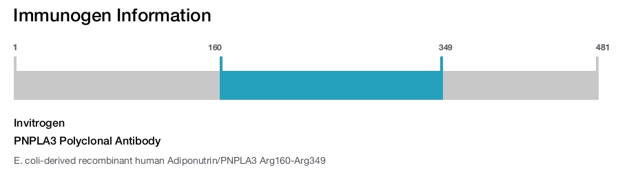 PNPLA3 Polyclonal Antibody